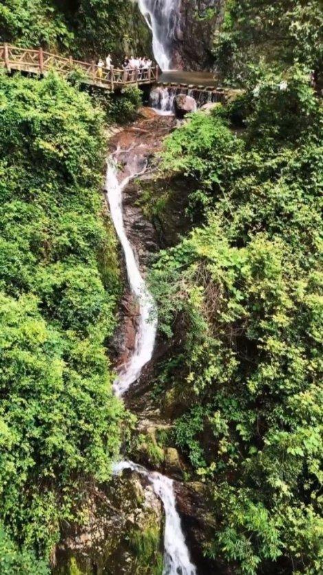 救援小孔雀